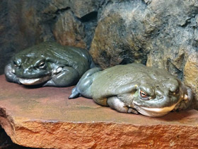 Фото Колорадская жаба