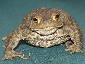 Смотреть фото Серая жаба Фото Серая жаба