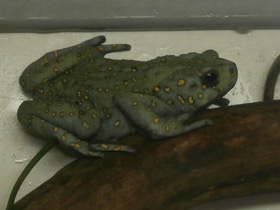 Фото Желтопятнистая жаба