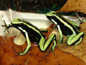 Смотреть фото Трехполосый древолаз Фото Трехполосый древолаз