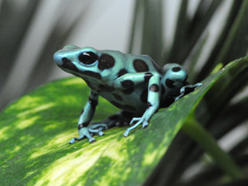 Красящий древолаз