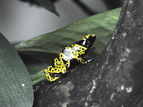 Смотреть фото Священный древолаз Фото Священный древолаз