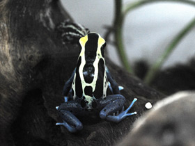 Фото Пятнистый древолаз