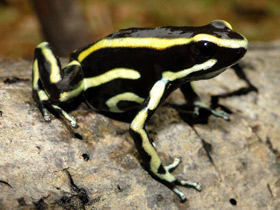 Смотреть фото Желтополосый древолаз Фото Желтополосый древолаз