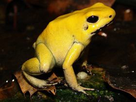 Фото Ужасный листолаз