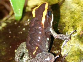 Смотреть фото Полосатый листолаз Фото Полосатый листолаз