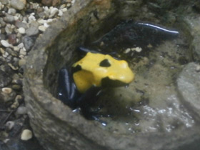 Смотреть фото Цитронелла Фото Цитронелла