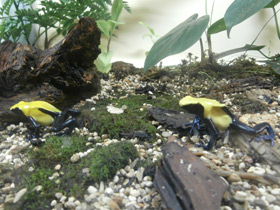 Смотреть фото Цитронелла Фото Цитронелла