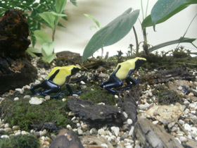 Смотреть фото Цитронелла Фото Цитронелла