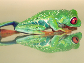 Фото Красноглазая квакша