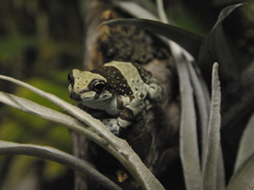 Фото Жабовидная квакша