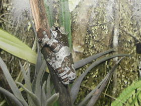 Фото Жабовидная квакша