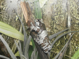 Фото Жабовидная квакша