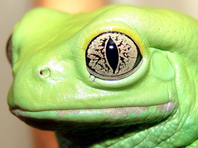 Фото Чакская филломедуза