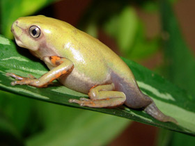 Фото Чакская филломедуза