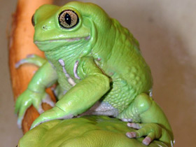 Чакская филломедуза Чакская филломедуза