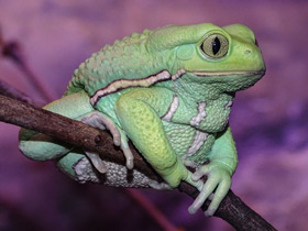 Фото Чакская филломедуза