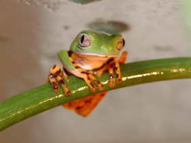 Оранжевобокая филломедуза