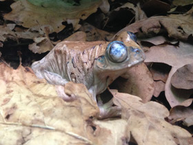 Смотреть фото Танзанийская древесница Фото Танзанийская древесница