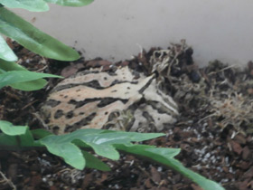 Смотреть фото Украшенная рогатка Фото Украшенная рогатка