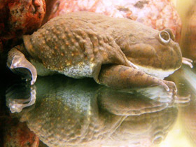 Фото Обыкновенная лягушка Баджита