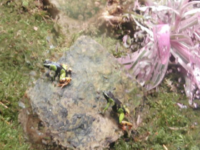 Смотреть фото Черная мантелла Фото Черная мантелла