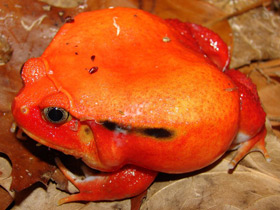 Смотреть фото Томатный узкорот Фото Томатный узкорот