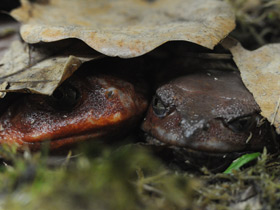 Смотреть фото Винный узкорот Фото Винный узкорот