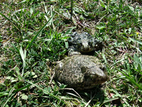 Смотреть фото Сирийская чесночница Фото Сирийская чесночница