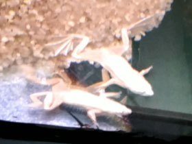 Фото Когтеносец Бёттгера