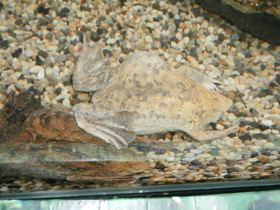 Фото Суринамская пипа