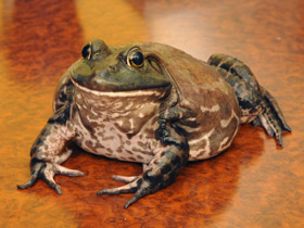 Лягушка-бык