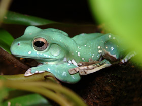 Исполинский веслоног