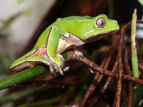 Исполинский веслоног