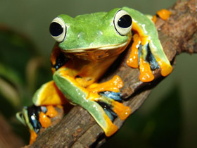 Фото Яванский веслоног