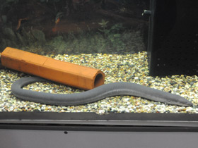 Фото Трехпалая амфиума