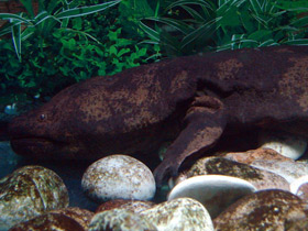 Фото Китайская исполинская саламандра