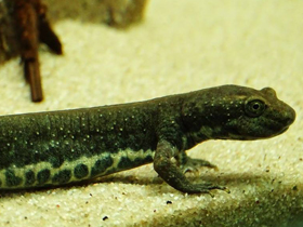 Фото Сардинский тритон