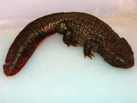 Фото Темно-бурый тритон