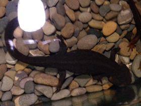 Фото Темно-бурый тритон