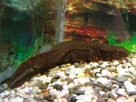 Фото Темно-бурый тритон