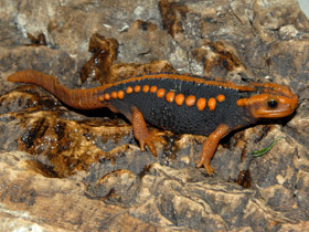 Гималайский крокодиловый тритон