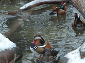 Фото Мандаринка