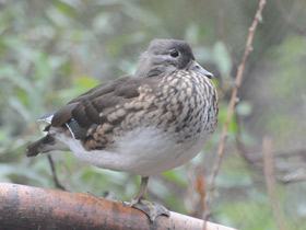 Фото Мандаринка