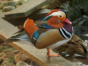 Фото Мандаринка: утка для Петра и Февронии