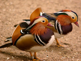 Радужный тукан Радужный тукан