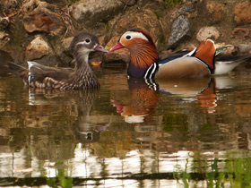 Фото Мандаринка: утка для Петра и Февронии