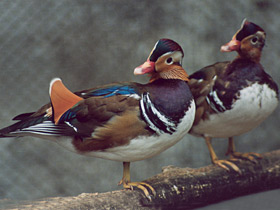 Мандаринка Мандаринка