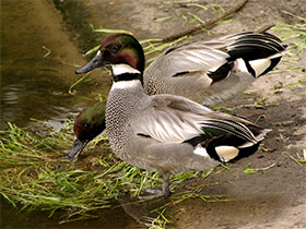 Фото Косатка