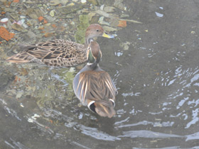 Фото Чирок-клоктун